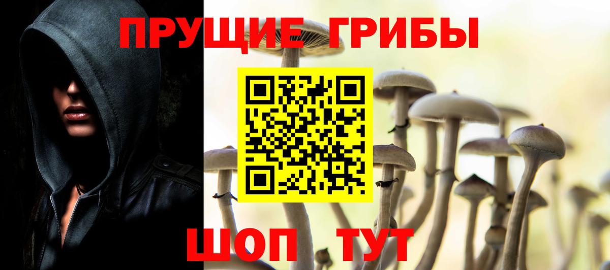 Псилоцибиновые грибы Psilocybe Тутаев